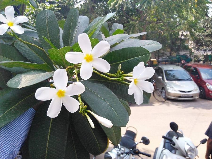 moto-g4-play-picture-outdoor-1