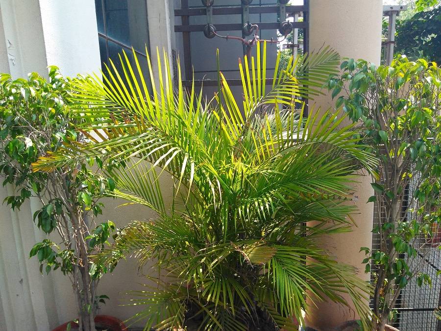 moto-g4-play-picture-outdoor