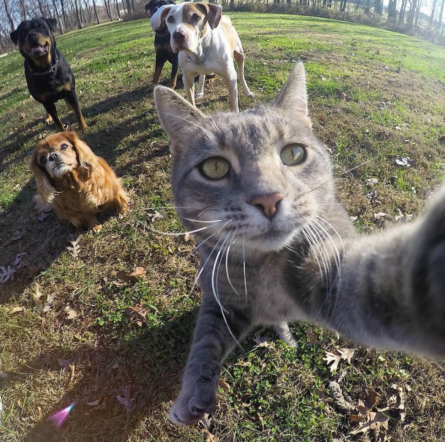 manny-the-selfie-cat