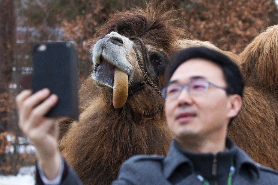 selfie-with-a-camel-at-the-toronto-zoo