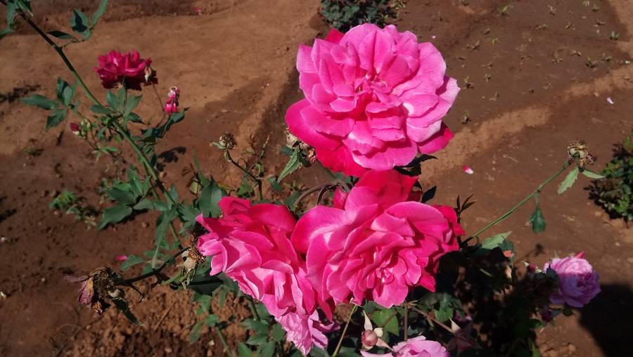 asus-zenfone-3s-max-photo