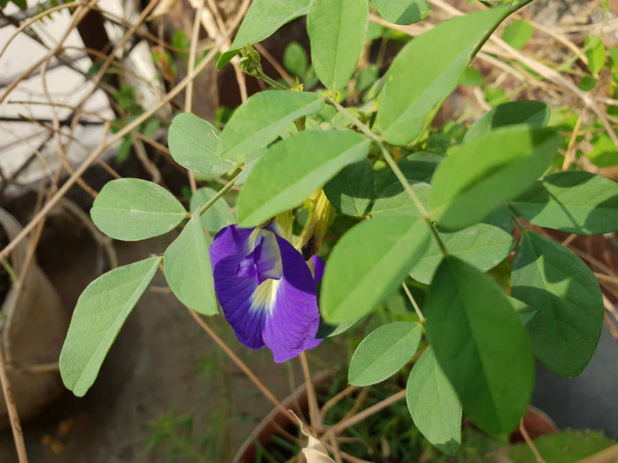 सैमसंग गैलेक्सी एस9 प्लस के कैमरे की तस्वीर