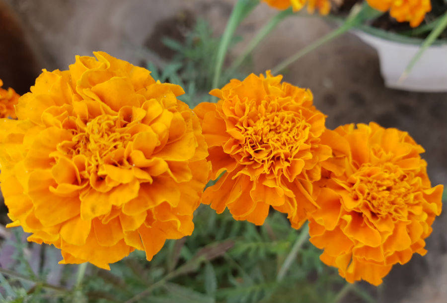 सैमसंग गैलेक्सी एस9 प्लस के कैमरे की तस्वीर