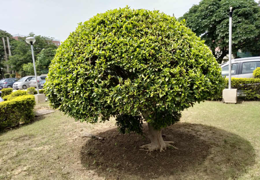 रियलमी 2 इंडिया प्राइस स्पेसिफिकेशन और कंपैरिजन