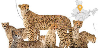 cheetah kuno national park update in hindi