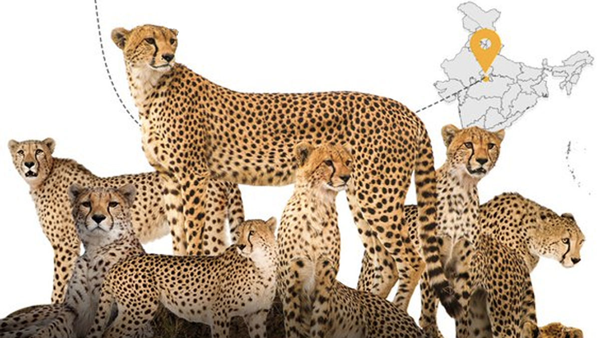 cheetah kuno national park update in hindi