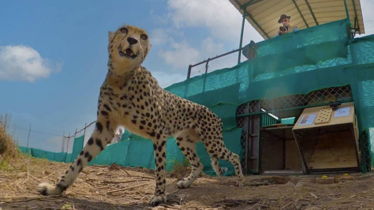 cheetah kuno national park update in hindi