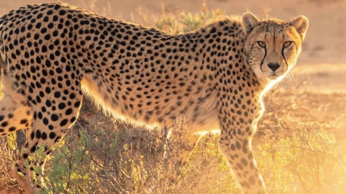 cheetah kuno national park update in hindi