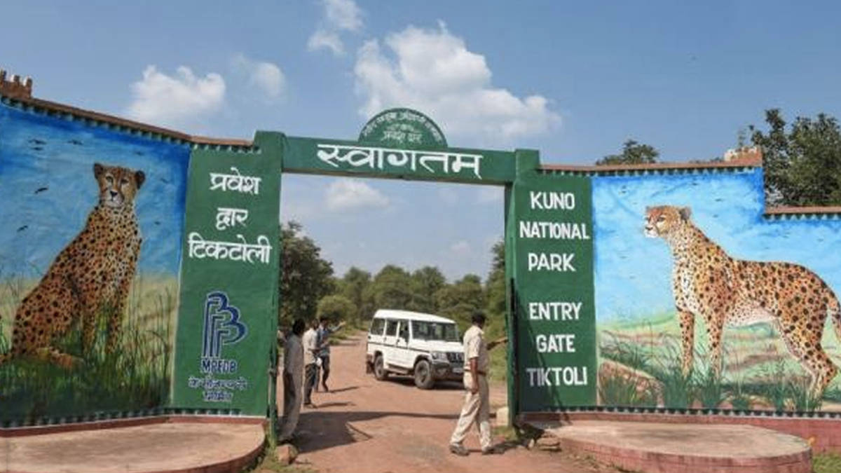 cheetah kuno national park update in hindi