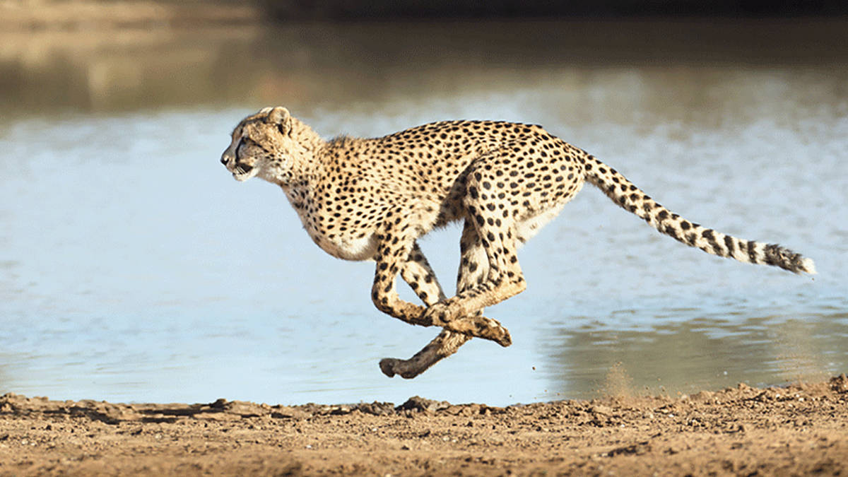 cheetah kuno national park update in hindi