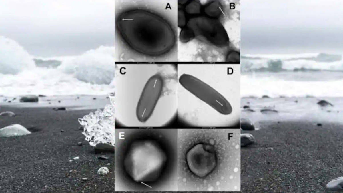 zombie virus siberian permafrost revived